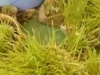 VIDEO- बंजारा समाजातील महिलांचा तीज महोत्सव