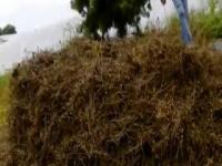 VIDEO: सोयाबीन वाचविण्यासाठी शेतक-यांची लगबग