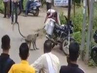 VIDEO - पिल्लाचा ताबा मिळविण्यासाठी माकडांचा माणुसकीशी संघर्ष!
