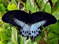 छान किती दिसते फुलपाखरू... - Marathi News | Looks good to the butterfly ... | Latest maharashtra Photos at Lokmat.com