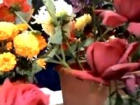 VIDEO- रंगीबेरंगी गुलाबपुष्पांनी मोहरले अकोलेकर!
