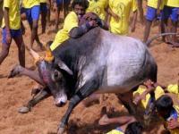जाणून घ्या जलिकट्टू म्हणजे काय? - Marathi News | Know What is Jaliktu? | Latest national Photos at Lokmat.com