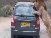 VIDEO : थरार ! जेव्हा सिंह घेरतात सफारी कारला...