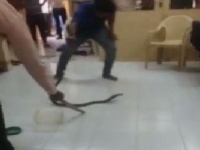VIDEO - असा पकडतात साप! सर्पमित्रांनी दाखविले प्रात्यक्षिक