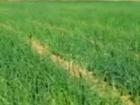 VIDEO - नाशिकमध्ये कांदा उत्पादक शेतकरी हवालदिल