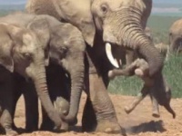 VIDEO: हत्तीने पिल्लाला उचलून भिरकावलं