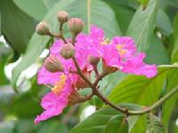 ही ६ झाडं पहा, फुकट आणि यादगार उन्हाळी ट्रिप फुकटात करा! - Marathi News | See these 6 trees, freak and miss a memorable summer trip! | Latest travel Photos at Lokmat.com