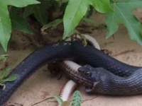 VIDEO: सापाने गिळला जिवंत साप आणि नंतर....