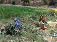 VIDEO : ग्रामीण भागात भुईमुगाच्या काढणीची लगबग