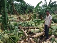 VIDEO : वादळी पावसाने केळी बागा भुईसपाट