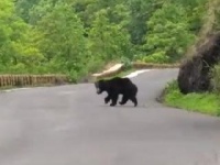 VIDEO - दरड हटवताना अचानक अस्वल आल्याने उडाली तारांबळ
