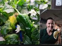 अंतराळात उगवली तिखट हिरवीगार मिरची, अंतराळवीरांनी त्यापासून बनवली 'ही' डिश... - Marathi News | nasa space astronauts grows chili pepper in space and makes tacos with it | Latest international Photos at Lokmat.com