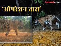 ताडोबातील दुसरी वाघीणही सह्याद्रीच्या कुशीत! 'टी ७- एस २' मादीचे चांदोली राष्ट्रीय उद्यानातील सोनारलीमध्ये 'सॉफ्ट रिलीज' - Marathi News | Second tigress from Tadoba in the Sahyadris! 'T7-S2' female 'soft released' in Sonarli in Chandoli National Park | Latest kolhapur News at Lokmat.com ताडोबातील दुसरी वाघीणही सह्याद्रीच्या कुशीत! 'टी ७- एस २' मादीचे चांदोली राष्ट्रीय उद्यानातील सोनारलीमध्ये 'सॉफ्ट रिलीज' - Marathi News | Second tigress from Tadoba in the Sahyadris! 'T7-S2' female 'soft released' in Sonarli in Chandoli National Park | Latest kolhapur News at Lokmat.com