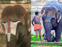 'बॉब कट' हेअरस्टाईलने फेमस झाला हत्ती, दर्शनासाठी भाविकांची गर्दी - Marathi News | 'Bob Cut' hairstyle made elephant famous, crowd of devotees for darshan in tamilnadu | Latest national Photos at Lokmat.com