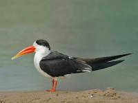 अहमदनगर जिल्ह्यातील पक्षीधन... - Marathi News | Bhavdhana in Ahmednagar district ... | Latest ahilyanagar Photos at Lokmat.com