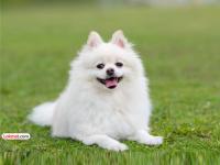 पाळीव प्राण्यांना सन्मानाने ‘शेवटचा निरोप’; विशेष अंत्यविधी केंद्रांच्या उभारणीलाही सुरुवात - Marathi News | Last farewell' to pets with dignity Construction of special funeral centers also begins | Latest thane News at Lokmat.com