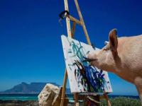 डुकराची अशीही कलाकारी; पेंटींग करून कमवतोय लाखो रूपये! - Marathi News | Painter pigcasso painting pig makes big money by paintings hogs limelight at south africa farm | Latest social-viral Photos at Lokmat.com