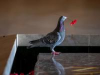 जवानाच्या समाधीवरील फूल वेचून कबूतराने थाटलं सुंदर घरटं, फोटो व्हायरल... - Marathi News | Pigeon Builds A Nest After Stealing Poppies From Soldier’s Grave | Latest social-viral Photos at Lokmat.com