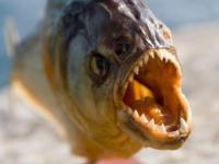 Piranha Fish Attack: भयानक रूप, करवतीच्या पात्यासारखे दात, किनाऱ्यावर नरभक्षक पिरान्हा माशाचा धुमाकूळ, हल्ल्यात ४ जणांचा मृत्यू, २० जण जखमी - Marathi News | Piranha Fish Attack: Terrible appearance, saw blade-like teeth, man-eating piranha fish swarm on shore, 4 killed, 20 injured in attack | Latest international Photos at Lokmat.com