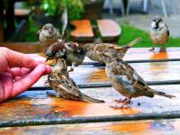 Pitru Paksha 2021 : पितृपक्षात श्राद्धविधीबरोबरच 'या' आठ गोष्टींचे पालन अवश्य करा - Marathi News | Pitru Paksha 2021: In Pitru Paksha, along with Shraddhavidhi, you must follow these eight things. | Latest bhakti Photos at Lokmat.com