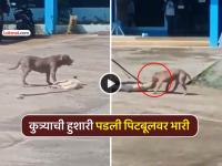 कुत्र्याची भन्नाट हुशारी! तगड्या पिटबूलची 'अशी' केली फजिती; Video पाहून नेटकरीही थक्क - Marathi News | street smart dog amazing intelligence dodged powerful pitbull with clever tactics netizens also amazed after seeing the video | Latest social-viral News at Lokmat.com