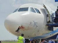 इवल्याशा पक्ष्याच्या धडकेमुळे महाकाय विमानाला भगदाड कसं पडलं? असं आहे त्यामागचं कारण - Marathi News | Bird Strike Airplane: How did a giant plane crash due to a bird strike? This is the reason behind it | Latest national Photos at Lokmat.com