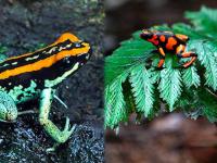 लाखों रुपए का मेंढक, दुनिया में है सबसे जहरीला, जानें कीमत और जानकारी - | Worlds most poisonous frog cost 150000 rupees for one at science | Latest weird Photos at Lokmatnews.in