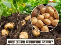 आपल्या आवडत्या बटाट्याचा जन्म झाला तरी कसा? रिसर्चमधून खुलासा कुठे झाला जन्म आणि कोण त्याचे आई-वडील - Marathi News | How was our favorite potato born? Research reveals the interesting facts | Latest jarahatke Photos at Lokmat.com