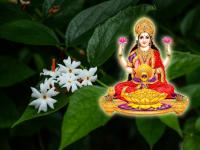 Vastu Tips: ज्यांच्या दारी पडतो पारिजातकाचा सडा, लक्ष्मी माता वसे तिथे सदासर्वदा! - Marathi News | Vastu Tips: Those who have tree of Parijataka near home, Goddess Lakshmi resides there forever! | Latest bhakti Photos at Lokmat.com