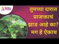 तुमच्या दारात प्राजक्ताचं झाड आहे का? Prajakta Tree Information | Lokmat Bhakti