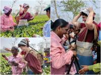 मिशन इलेक्शन... प्रियंका गांधींची 'चाय पे चर्चा'; आसाममधील मळ्यात पानं खुडली, मजुरांची केली विचारपूस - Marathi News | congress priyanka gandhi assam election 2021 see priyanka gandhi plucking tea leaf photos with tea garden laborers | Latest politics Photos at Lokmat.com