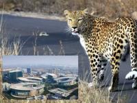 Leopard Pune: 'बिबट्या दिसला तर पळू नका', पुण्यातील आयटी पार्कही दहशतीत! cognizant कंपनीने कर्मचाऱ्यांना काय सांगितलं? - Marathi News | Leopard Pune: 'If you see a leopard, don't run', Pune's IT park is also in panic! What did the cognizant company tell its employees? | Latest pune News at Lokmat.com Leopard Pune: 'बिबट्या दिसला तर पळू नका', पुण्यातील आयटी पार्कही दहशतीत! cognizant कंपनीने कर्मचाऱ्यांना काय सांगितलं? - Marathi News | Leopard Pune: 'If you see a leopard, don't run', Pune's IT park is also in panic! What did the cognizant company tell its employees? | Latest pune News at Lokmat.com