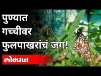 पुण्यात गच्चीवर फुलपाखरांचं जग | A world of Butterflies on the Terrace in Pune | Pune News