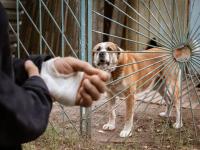 श्वानांच्या देहबोलीचे हे संकेत समजून घ्या अन् संभाव्य हल्ला टाळा! - Marathi News | Understand these dog body language signals and avoid a potential attack | Latest jarahatke Photos at Lokmat.com