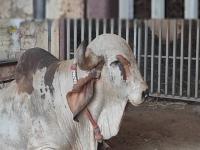 PHOTOS : फॉर्च्युनरपेक्षाही जास्त 'भाव' अन् राजेशाही 'थाट', 'राघव' बैलाची बातच न्यारी - Marathi News | A Raghav bull at Goshala in Amreli, Gujarat costs more than Fortuner at over Rs 45 lakh | Latest national Photos at Lokmat.com