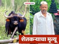 रानगव्याच्या हल्ल्यात शेतकरी रक्ताच्या थारोळ्यात! शिंग छातीत घुसल्याने शामराव कोराणे यांचा मृत्यू - Marathi News | Farmer in a pool of blood after being attacked by a wild boar! Shamrao Korane dies after a horn enters his chest | Latest kolhapur News at Lokmat.com