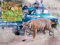 सात वर्षाच्या मुलासह वन कर्मचाऱ्याची शिकार; रणथंबोरची कनकटी वाघीण 'नजरकैदेत' राहणार - Marathi News | Forest officer and seven-year-old boy hunted; Ranthambore's Kanakati tigress now 'under surveillance' | Latest national Photos at Lokmat.com