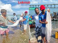 सर्वनाश जवळ आलाय? तमिळानाडूच्या किनाऱ्यावर Doomsday Fish आढळल्याने एकच चिंता - Marathi News | Rare doomsday fish believed to foretell disasters was discovered in Tamil Nadu | Latest national Photos at Lokmat.com