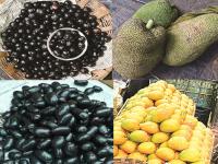 कोकणी मेव्यालाही पर्यटकांची पसंती, पण मॉन्सूनपूर्व पावसाचा फटका; व्यापारी हवालदिल - Marathi News | Pre monsoon rains hit Konkani Meva | Latest ratnagiri Photos at Lokmat.com