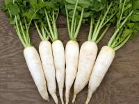 आरोग्यासाठी गुणकारी असा 'मुळा'! - Marathi News | 'Radish' is beneficial for health! | Latest health Photos at Lokmat.com