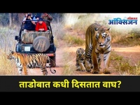 ताडोबात कधी दिसतात वाघ? When to visit Tadoba National Park? Maharashtra's Oldest park | Lokmat Oxygen