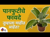 पानफुटी वनस्पतीचे फायदे आणि उपयोग काय आहेत? Benefits & Use of Panfuti Plant | Lokmat Sakhi