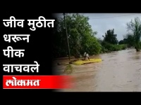 नांदेड जिल्ह्यात सोयाबीनचा ढीग वाचवताना शेतकऱ्याची कसरत | Flood in Nanded | Heavy Rain In Marathwada