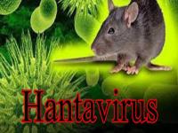 Hantavirus : काय आहे हंता व्हायरस आणि कसा पसरतो, जाणून घ्या लक्षणे! - Marathi News | What is Hantavirus and how does it spread? Know the symptoms api | Latest health Photos at Lokmat.com