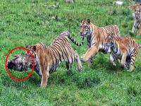 थरारक असं काही! एका कोंबडीमागे लागले तब्बल २० वाघ, फोटोत बघा कुणी मारली बाजी... - Marathi News | Tigers catches bird hen in harbin siberian tiger park china photo goes viral | Latest jarahatke Photos at Lokmat.com