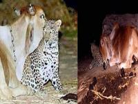 PHOTOS : आईच्या निधनानंतर २० दिवसाच्या बिबट्याला गायीने पाजलं होतं दूध, रोज रात्री येतो तिला भेटायला - Marathi News | Leopard comes to visit mother cow daily in village at night | Latest social-viral Photos at Lokmat.com