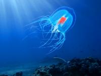 पृथ्वीवरील एकुलता एक असा जीव जो कधीच मरत नाही, तो अमर आहे! - Marathi News | Immortal species of jellyfish which never dies science | Latest jarahatke Photos at Lokmat.com