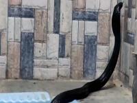 फ्रेश व्हायला बाथरूममध्ये गेला अन् टॉयलेट सीटवर फणा काढून बसलेला दिसला कोब्रा आणि मग.... - Marathi News | Cobra snake found in toilets seat Pushkar Rajasthan | Latest jarahatke Photos at Lokmat.com
