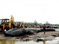 जिवंतपेक्षा जास्त खतरनाक असतो मृत व्हेल मासा, मनुष्यांसाठी बनू शकतो मोठा धोका - Marathi News | Whale fish dead body is more dangerous than alive for humans know he reason | Latest jarahatke Photos at Lokmat.com