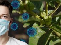 कोरोना विषाणूंना रोखण्यासाठी अश्वगंधाची होणार क्लिनीकल टेस्ट, जाणून घ्या आरोग्यवर्धक फायदे - Marathi News | CoronaVirus News Marathi : Ashwagandha to be used for prophylaxis treatment of corona myb | Latest health Photos at Lokmat.com